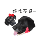 P. Black Labrador3（個別スタンプ：9）