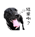 P. Black Labrador3（個別スタンプ：10）