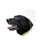 P. Black Labrador3（個別スタンプ：11）