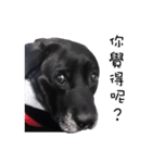 P. Black Labrador3（個別スタンプ：13）