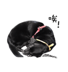 P. Black Labrador3（個別スタンプ：14）