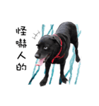 P. Black Labrador3（個別スタンプ：15）