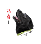 P. Black Labrador3（個別スタンプ：16）