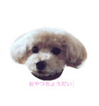 トイプードルのくうちゃん（個別スタンプ：2）