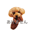 トイプードルのくうちゃん（個別スタンプ：11）