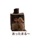 トイプードルのくうちゃん（個別スタンプ：12）