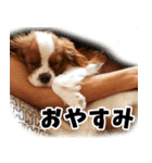 スプートニク！！！（個別スタンプ：6）