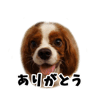 スプートニク！！！（個別スタンプ：10）