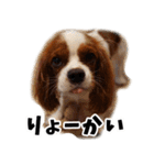 スプートニク！！！（個別スタンプ：11）
