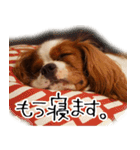 スプートニク！！！（個別スタンプ：12）