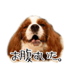スプートニク！！！（個別スタンプ：16）