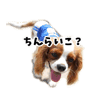 スプートニク！！！（個別スタンプ：19）