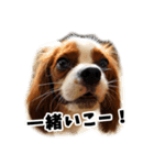 スプートニク！！！（個別スタンプ：21）