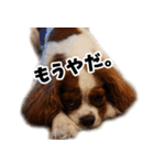 スプートニク！！！（個別スタンプ：23）