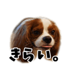 スプートニク！！！（個別スタンプ：29）