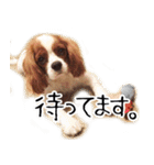 スプートニク！！！（個別スタンプ：34）