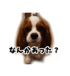 スプートニク！！！（個別スタンプ：35）