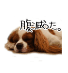 スプートニク！！！（個別スタンプ：36）