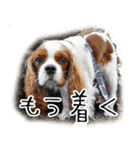 スプートニク！！！（個別スタンプ：37）