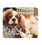 スプートニク！！！（個別スタンプ：38）