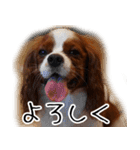 スプートニク！！！（個別スタンプ：40）