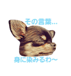 ちわわ兄弟（個別スタンプ：3）