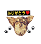 ちわわ兄弟（個別スタンプ：8）