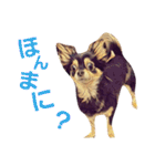 ちわわ兄弟（個別スタンプ：9）