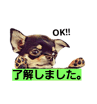 ちわわ兄弟（個別スタンプ：11）