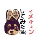 ちわわ兄弟（個別スタンプ：13）