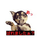 ちわわ兄弟（個別スタンプ：14）