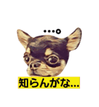 ちわわ兄弟（個別スタンプ：16）