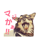 ちわわ兄弟（個別スタンプ：17）