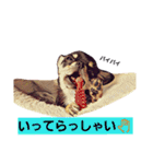ちわわ兄弟（個別スタンプ：18）