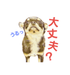 ちわわ兄弟（個別スタンプ：20）