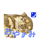 ちわわ兄弟（個別スタンプ：21）