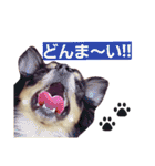 ちわわ兄弟（個別スタンプ：26）