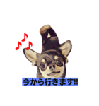 ちわわ兄弟（個別スタンプ：27）