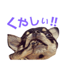 ちわわ兄弟（個別スタンプ：32）