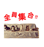 ちわわ兄弟（個別スタンプ：38）