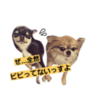 ちわわ兄弟（個別スタンプ：40）