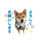 柴犬ひなた（個別スタンプ：29）
