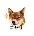 柴犬ひなた（個別スタンプ：31）