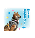 柴犬ひなた（個別スタンプ：34）