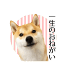 柴犬こてつ君*スタンプ第三弾*（個別スタンプ：1）