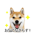 柴犬こてつ君*スタンプ第三弾*（個別スタンプ：3）