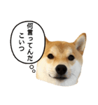 柴犬こてつ君*スタンプ第三弾*（個別スタンプ：9）