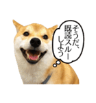 柴犬こてつ君*スタンプ第三弾*（個別スタンプ：10）