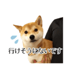 柴犬こてつ君*スタンプ第三弾*（個別スタンプ：12）