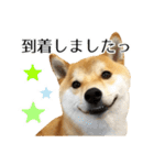 柴犬こてつ君*スタンプ第三弾*（個別スタンプ：14）